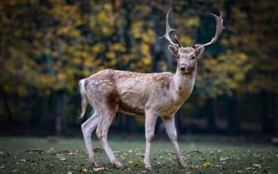 La balade préférée des parents : Le parc animalier de Charleville-Mézières dans les Ardennes